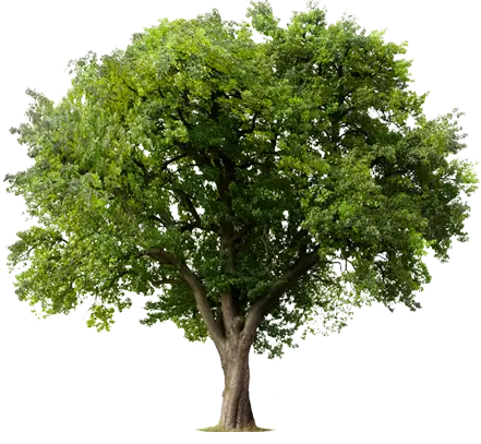 Riso, tree, environment, recycle, (Dealership Name)